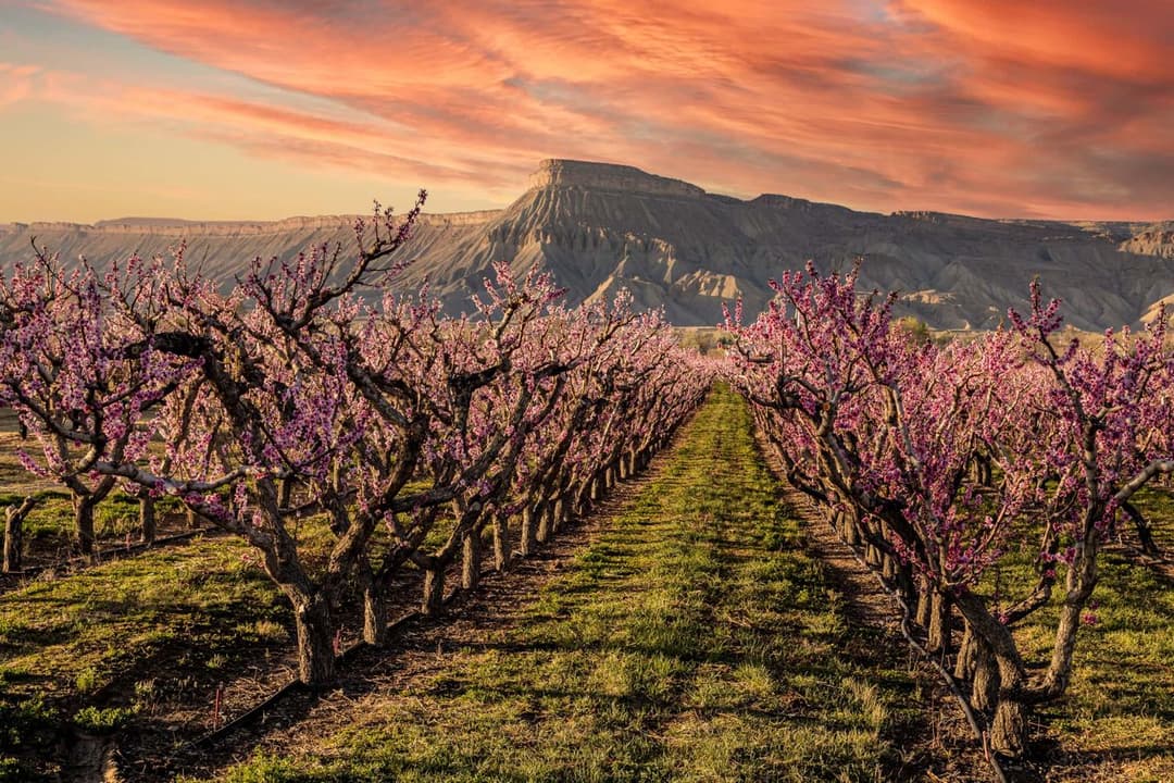 Palisade peach farm