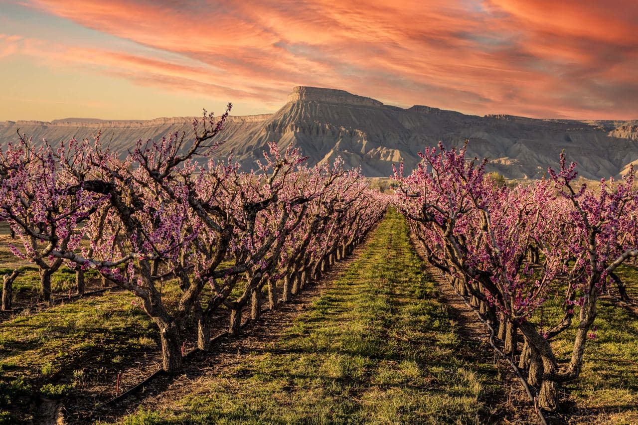 Palisade, Colorado peach orchards