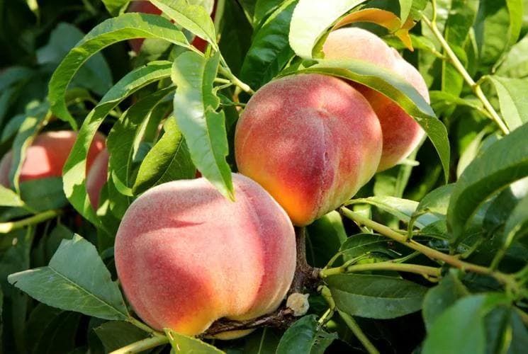 Fresh Palisade peaches on the tree